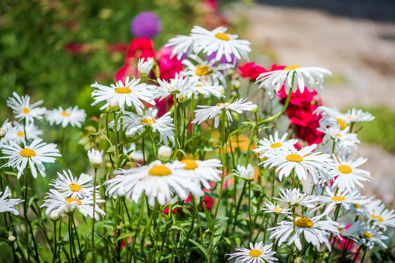 Daisies, Daisy, April Birth Flower, Birth Flowers, Birth Month Flowers, Birth Flower, Month Birth Flower